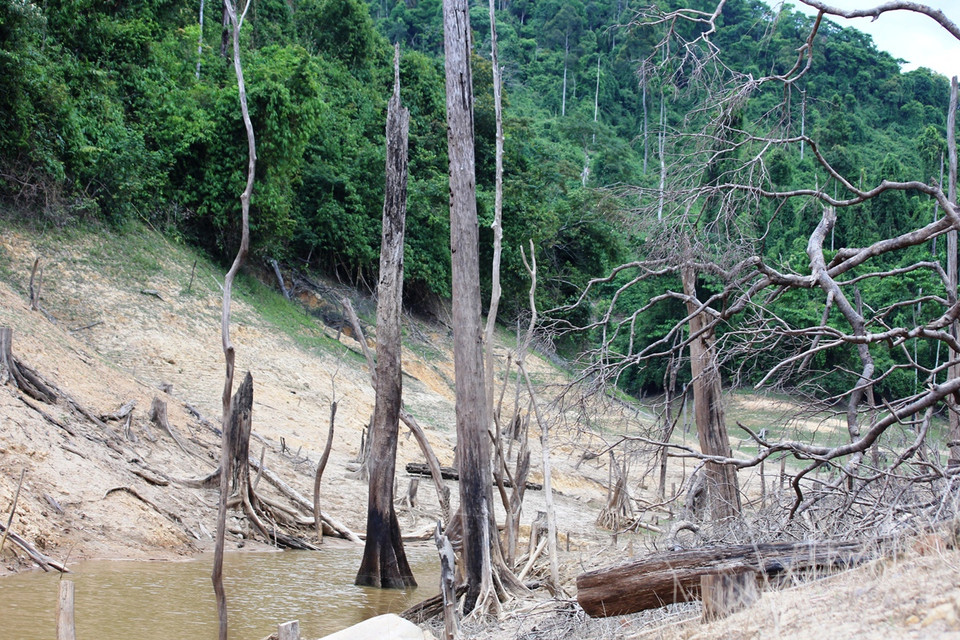Cây chết đứng tại khu vực lòng hồ thủy điện Khe Diên.(Ảnh: Hùng Võ/Vietnam+)