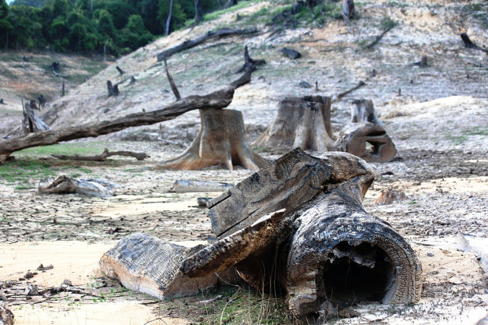 Hàng loạt cây cổ thụ bị chặt hạ, đốt cháy chỉ còn phần gốc nằm ngổn ngang dưới đáy lòng hồ thủy điện Khe Diên. (Ảnh: Hùng Võ/Vietnam+)