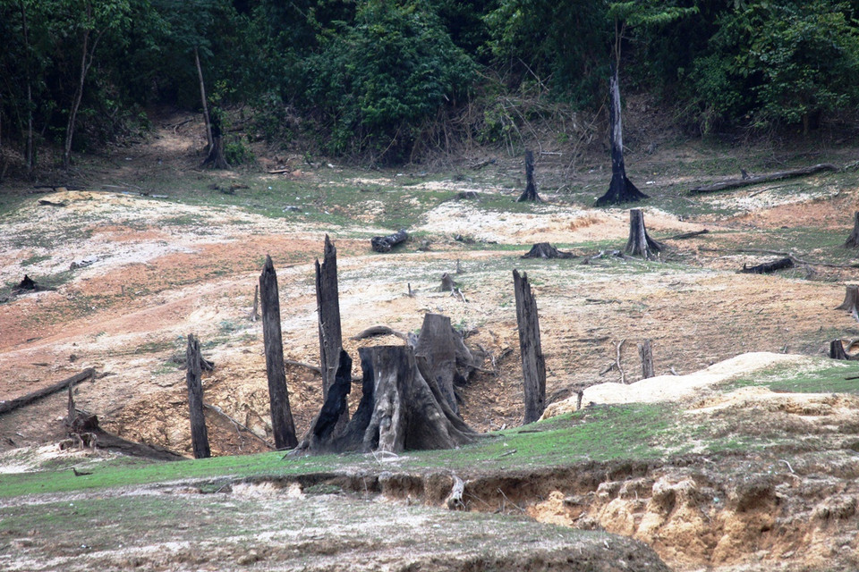 Một góc khu 'nghĩa địa rừng tự nhiên' dưới đáy lòng hồ thủy điện Khe Diên. (Ảnh: Hùng Võ/Vietnam+)
