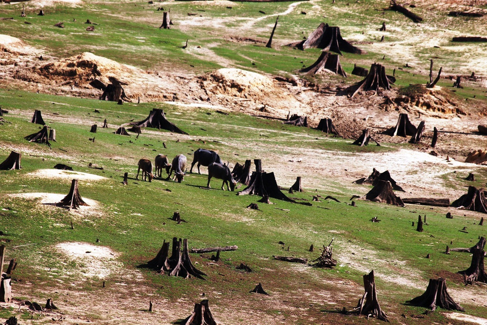 Một góc khu 'nghĩa địa rừng tự nhiên' dưới đáy lòng hồ thủy điện Khe Diên. (Ảnh: Hùng Võ/Vietnam+)