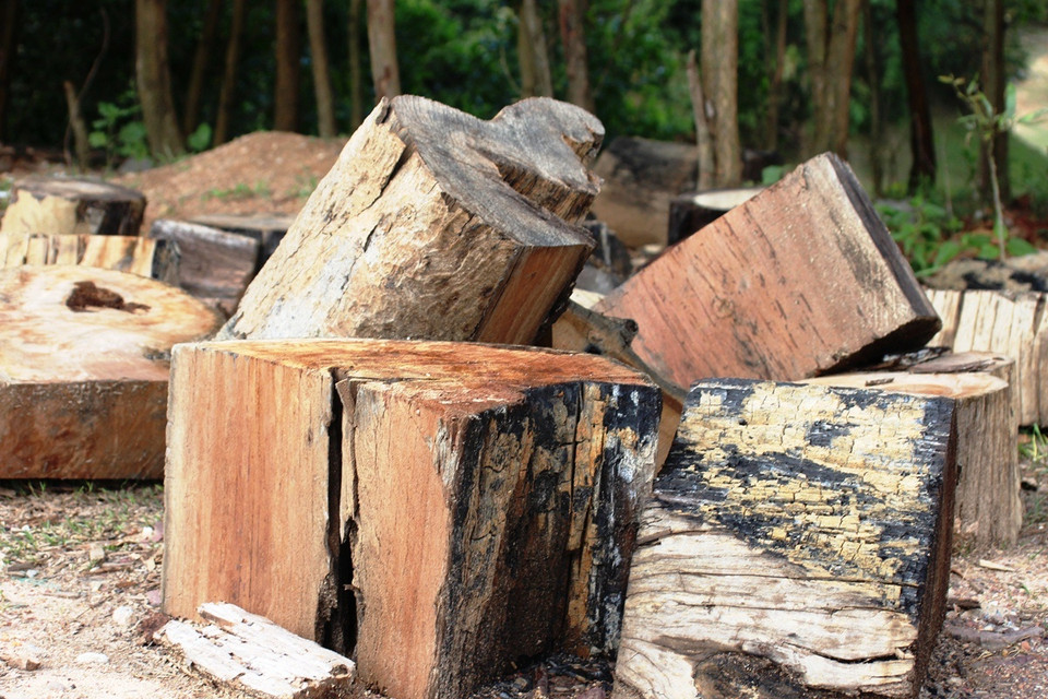 Gỗ dưới lòng hộ thủy điện bị xẻ nhỏ ra từng khúc. (Ảnh: Hùng Võ/Vietnam+)