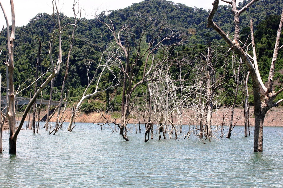 Cách đó không xa, một khu rừng khác rộng tới gần 70 hécta tại huyện Nam Giang cũng bị nhấn chìm bởi lòng hồ thủy điện Sông Bung 4. Tại đây, hàng ngàn cây cổ thụ cũng bị chặt hạ, một phần thân nhô lên trên mặt nước như những cột chông “khổng lồ.” (Ảnh: Hùng Võ/Vietnam+)
