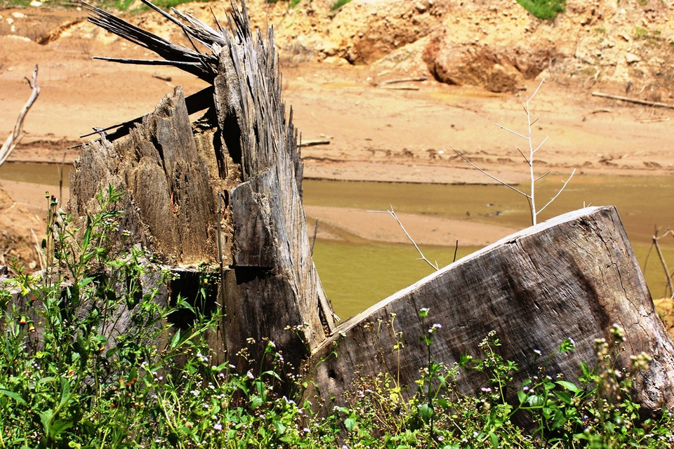 Hiện trạng khu 'nghĩa địa rừng tự nhiên' dưới đáy lòng hồ thủy điện Khe Diên. (Ảnh: Hùng Võ/Vietnam+)