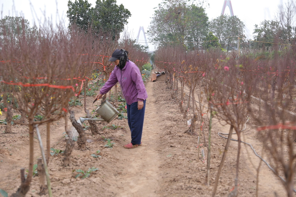 Chăm sóc đào tại làng Nhật Tân. (Ảnh: Hoàng Hiếu/TTXVN)
