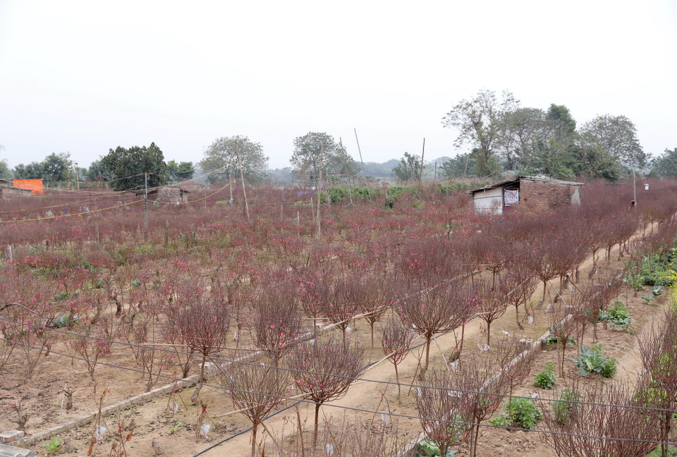 Sắc đỏ của một vườn đào làng Nhật Tân. (Ảnh: Hoàng Hiếu/TTXVN)