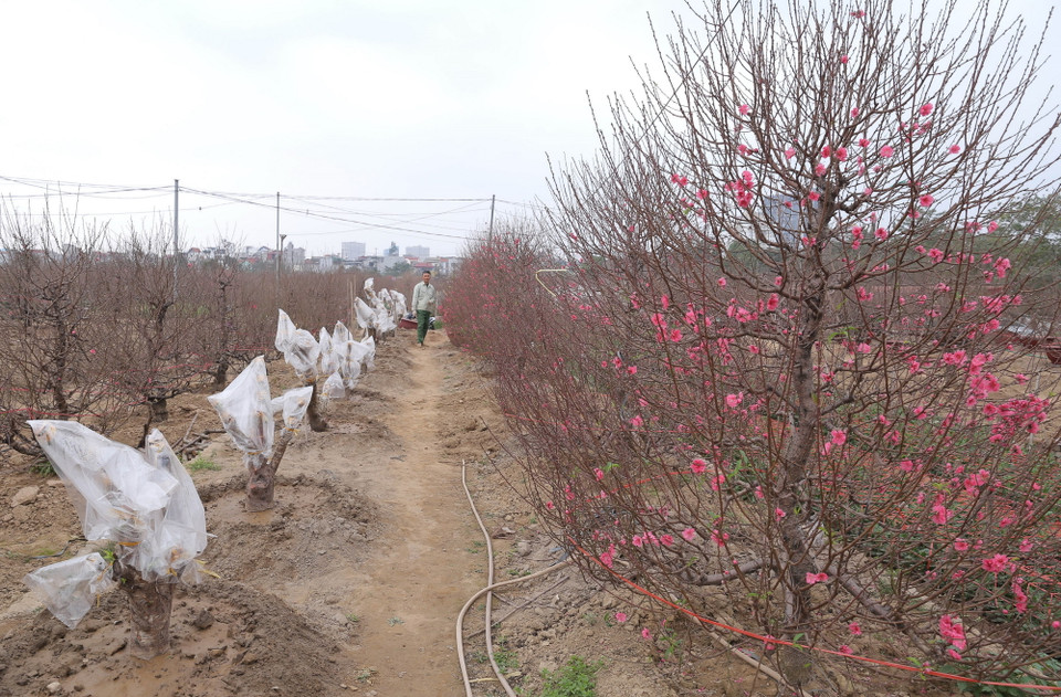 Đào mới ghép và đào chuẩn bị ra thị trường phục vụ Tết nguyên đán Tân Sửu. (Ảnh: Hoàng Hiếu/TTXVN)