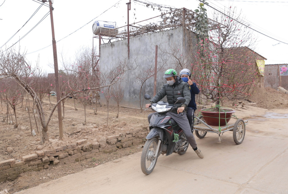  Vận chuyển đào cho khách. (Ảnh: Hoàng Hiếu/TTXVN)