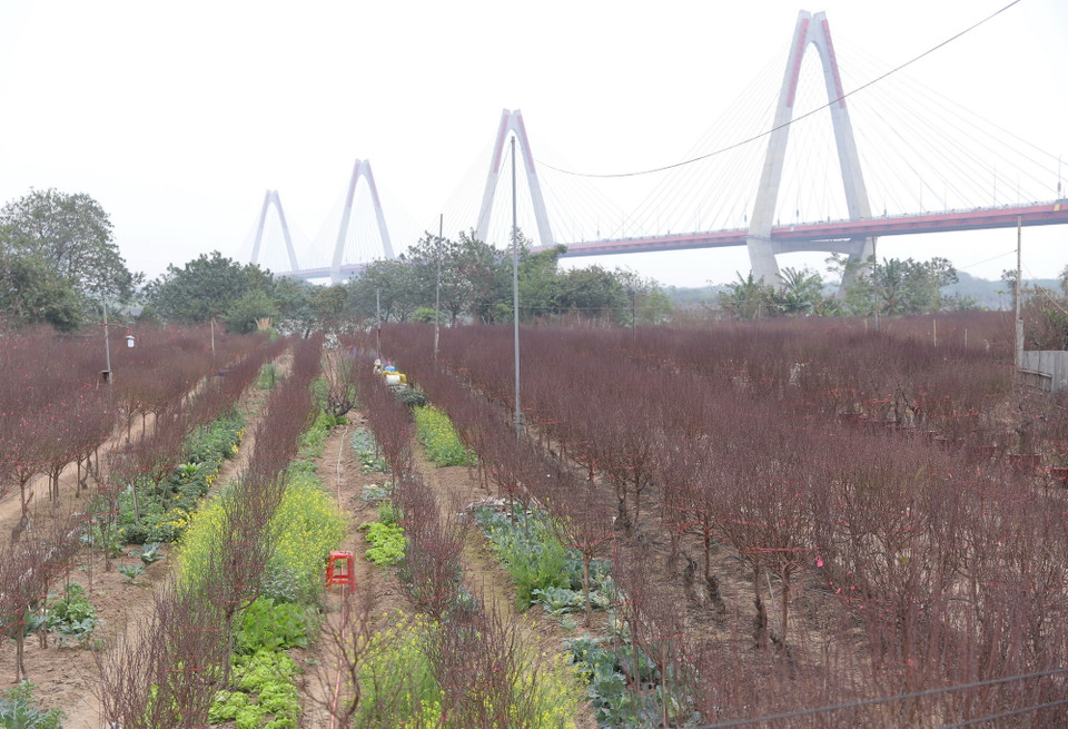 Một góc vườn đào Nhật Tân. (Ảnh: Hoàng Hiếu/TTXVN)