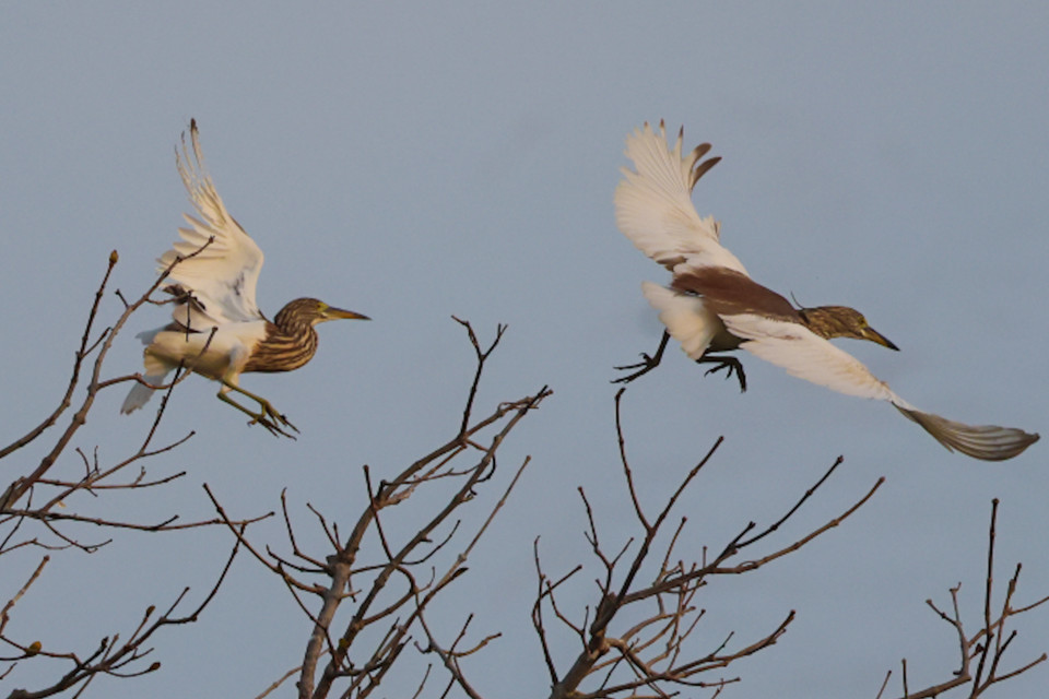 Có nhiều loài di cư từ Campuchia, Ấn Độ, Nga, số lượng lên đến hàng vạn con. (Ảnh: Hải An/Vietnam+)