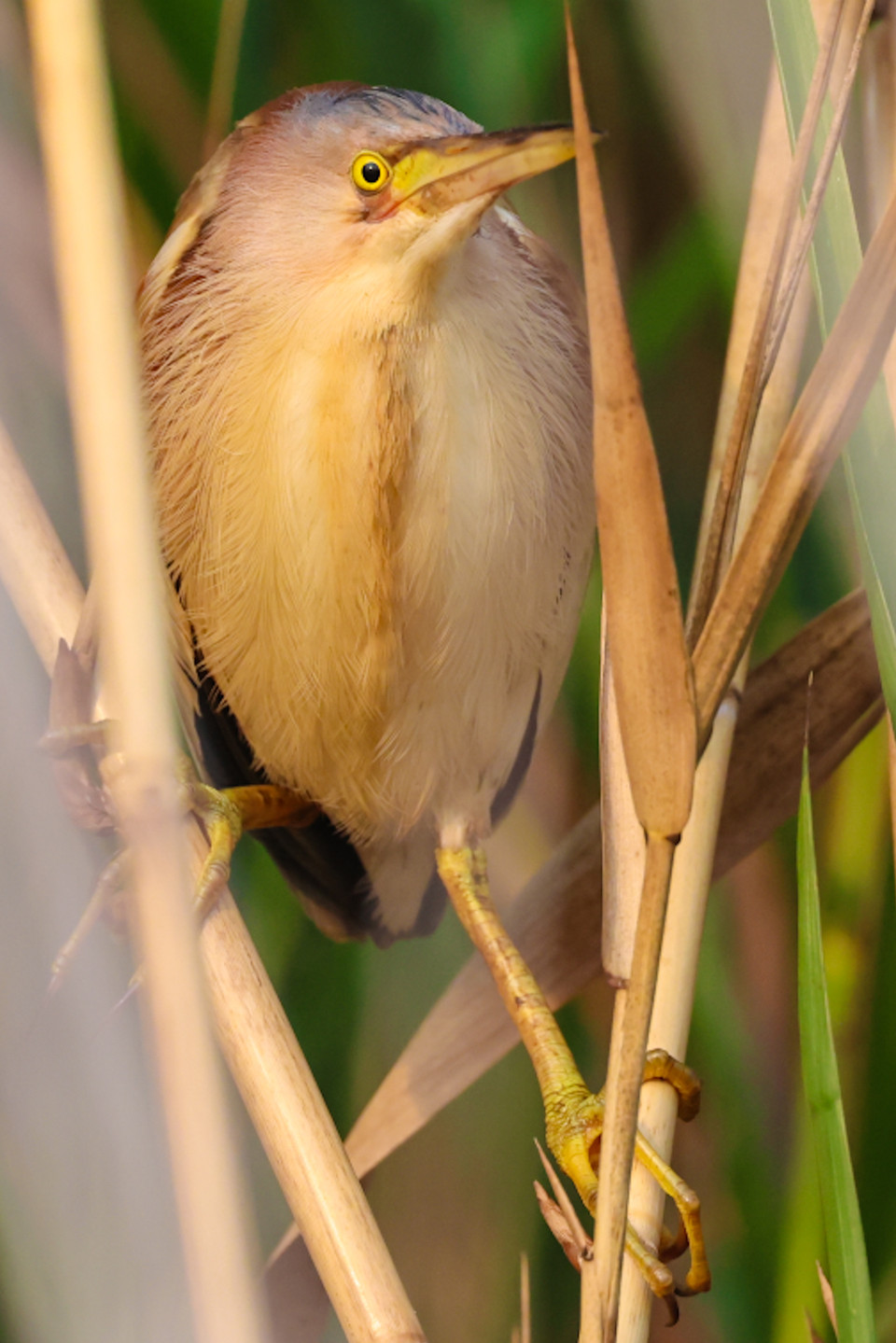 Vườn quốc gia Tràm Chim có diện tích 7.313ha. (Ảnh: Hải An/Vietnam+)