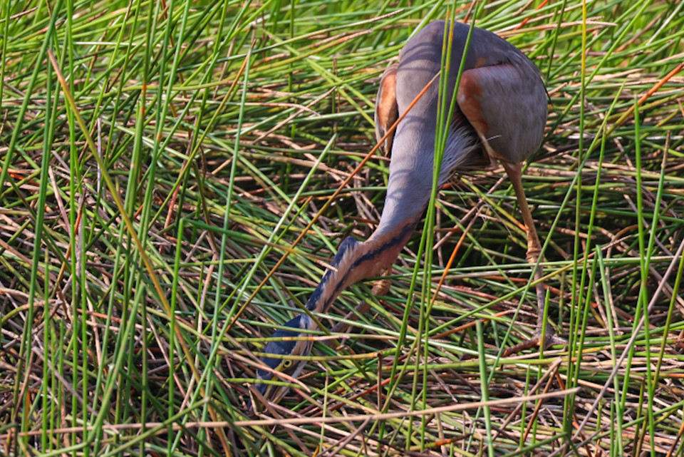 Nhiều nhất có các loại cò ốc, điêng điểng, trích cồ, gà lôi Ấn Độ, te vàng (Nga), cò bợ, cò trắng, vạc xám, diệc lửa, diều. (Ảnh: Hải An/Vietnam+)