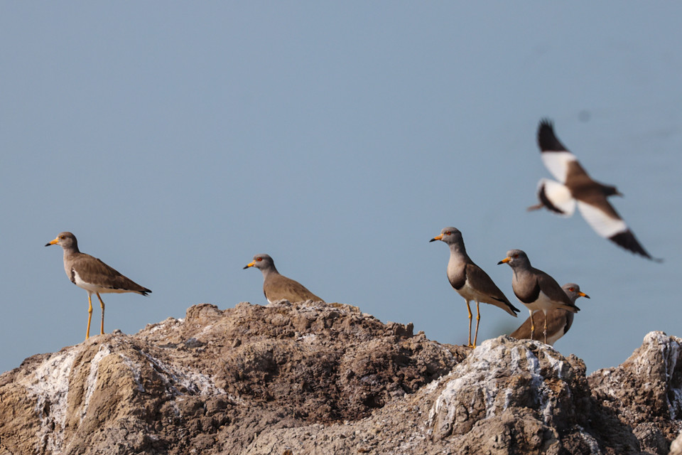 Có nhiều loài di cư từ Campuchia, Ấn Độ, Nga, số lượng lên đến hàng vạn con. (Ảnh: Hải An/Vietnam+)