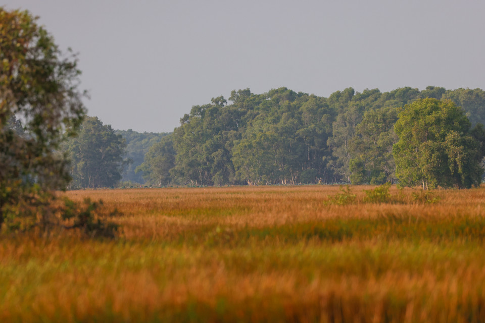 Mùa này cũng là mùa hoa nước nở rộ ở tràm chim với nhiều loại như nhĩ cán vàng, nhĩ cán tím, thủy nữ ấn, súng ma, súng tây, sen trắng, sen hồng...(Ảnh: Hải An/Vietnam+)