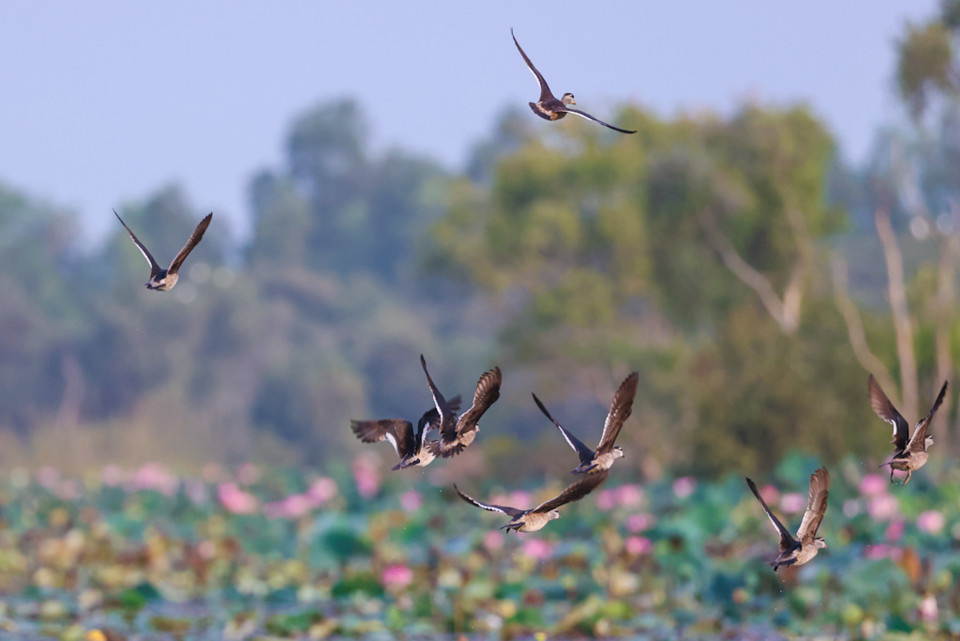 Nhiều nhất có các loại cò ốc, điêng điểng, trích cồ, gà lôi Ấn Độ, te vàng (Nga), cò bợ, cò trắng, vạc xám, diệc lửa, diều. (Ảnh: Hải An/Vietnam+)