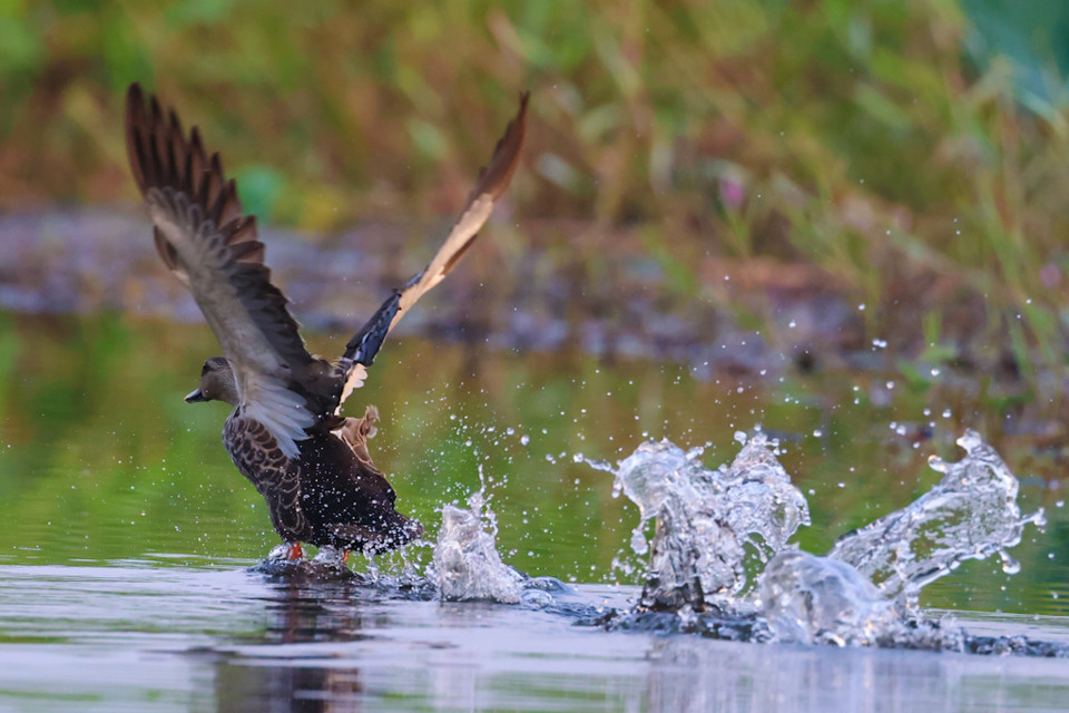 Có nhiều loài di cư từ Campuchia, Ấn Độ, Nga, số lượng lên đến hàng vạn con. (Ảnh: Hải An/Vietnam+)