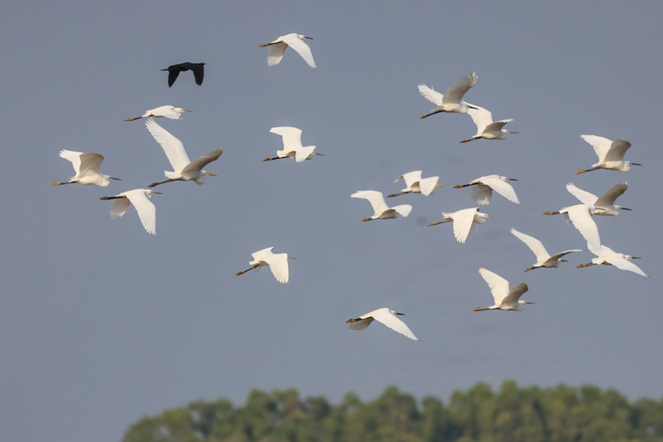 Có nhiều loài di cư từ Campuchia, Ấn Độ, Nga, số lượng lên đến hàng vạn con. (Ảnh: Hải An/Vietnam+)