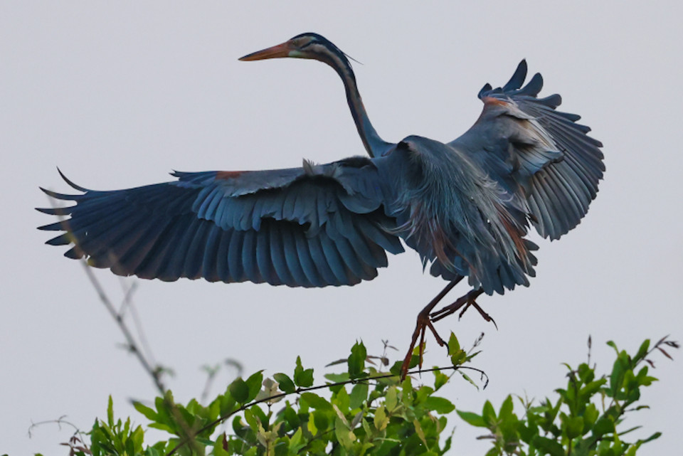 Nhiều nhất có các loại cò ốc, điêng điểng, trích cồ, gà lôi Ấn Độ, te vàng (Nga), cò bợ, cò trắng, vạc xám, diệc lửa, diều. (Ảnh: Hải An/Vietnam+)