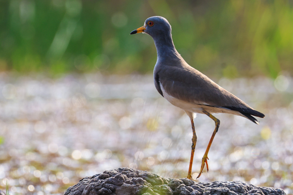 Nhiều nhất có các loại cò ốc, điêng điểng, trích cồ, gà lôi Ấn Độ, te vàng (Nga), cò bợ, cò trắng, vạc xám, diệc lửa, diều. (Ảnh: Hải An/Vietnam+)