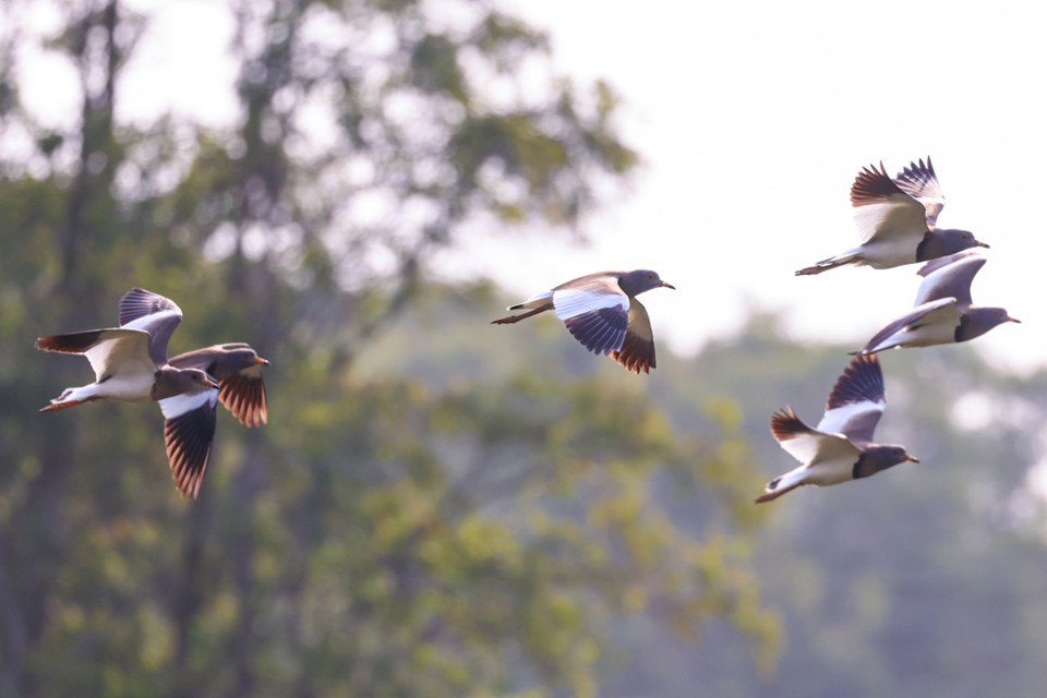 Nhiều nhất có các loại cò ốc, điêng điểng, trích cồ, gà lôi Ấn Độ, te vàng (Nga), cò bợ, cò trắng, vạc xám, diệc lửa, diều. (Ảnh: Hải An/Vietnam+)
