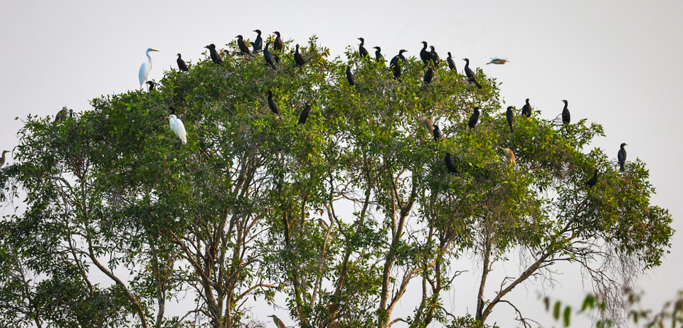 Có nhiều loài di cư từ Campuchia, Ấn Độ, Nga, số lượng lên đến hàng vạn con. (Ảnh: Hải An/Vietnam+)
