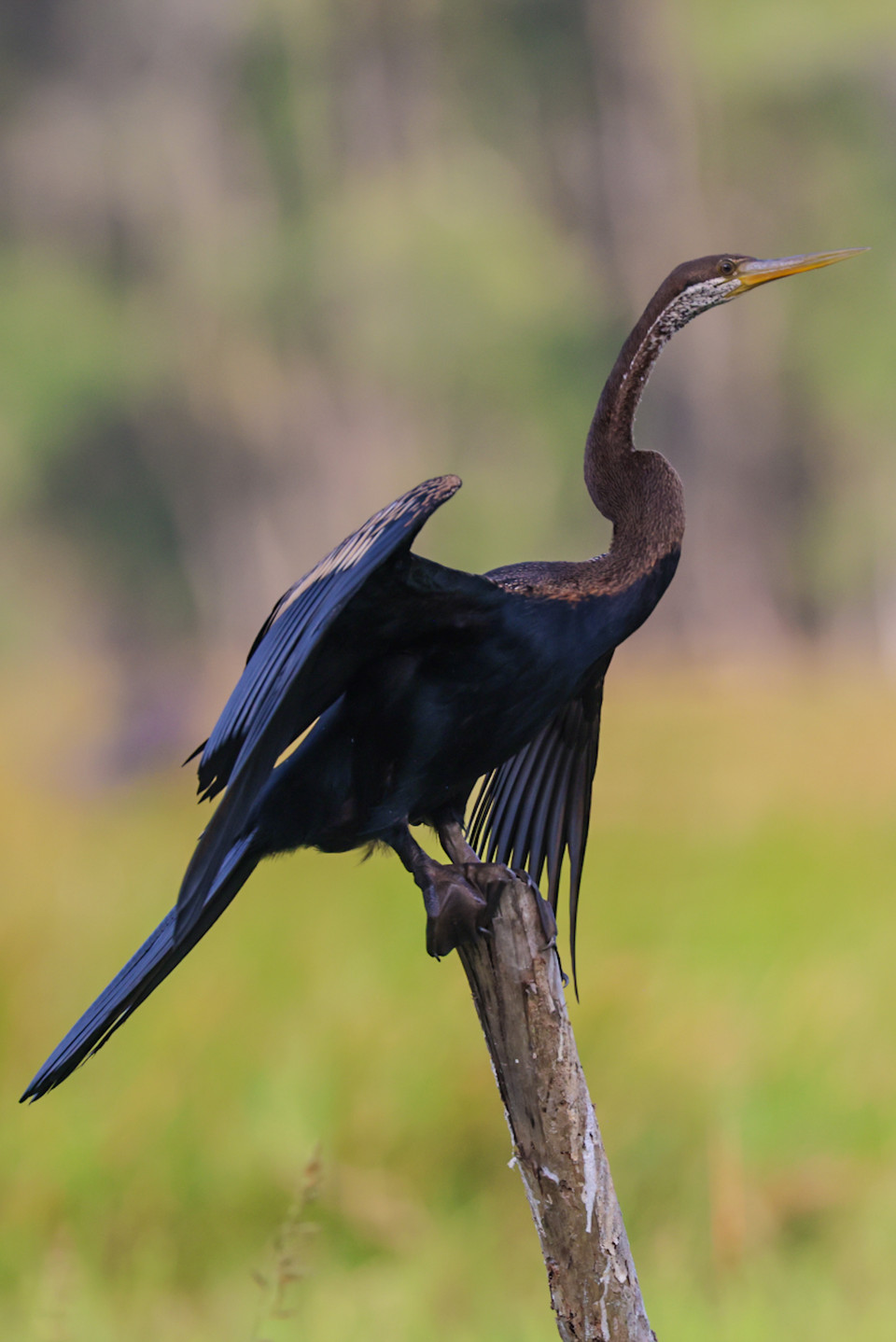 Thực vật có khoảng 130 loài nổi bật nhất là sen, sung, lúa ma, cỏ ống, năng ống, mầm mốc…đồng thời nơi này cũng chính là nơi cư trú của hàng trăm loài động vật có xương sống, hàng chục loài cá và hơn 198 loài chim nước, chiếm khoảng ¼ số loài chim có ở Việt Nam. (Ảnh: Hải An/Vietnam+)