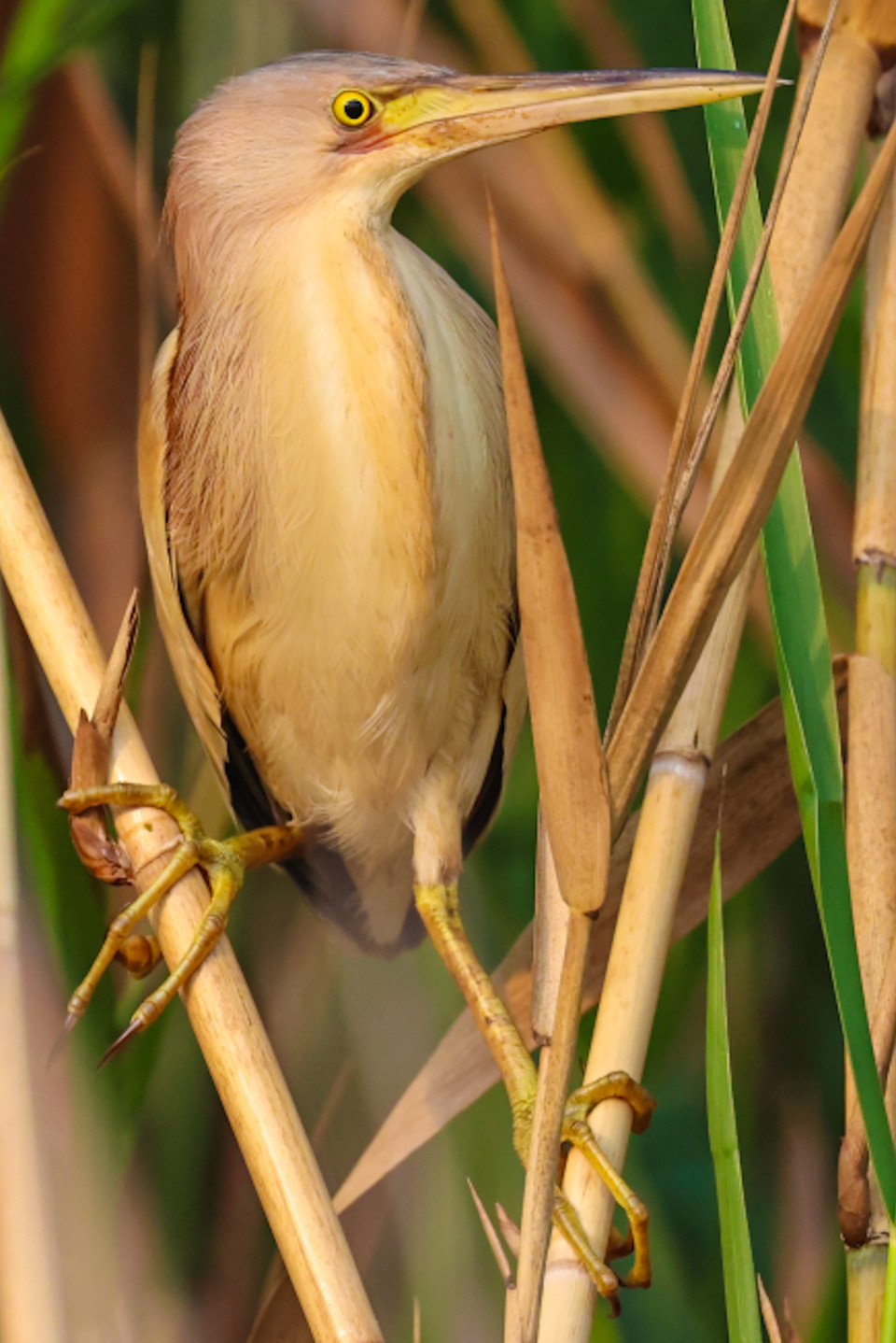 Nhiều nhất có các loại cò ốc, điêng điểng, trích cồ, gà lôi Ấn Độ, te vàng (Nga), cò bợ, cò trắng, vạc xám, diệc lửa, diều. (Ảnh: Hải An/Vietnam+)