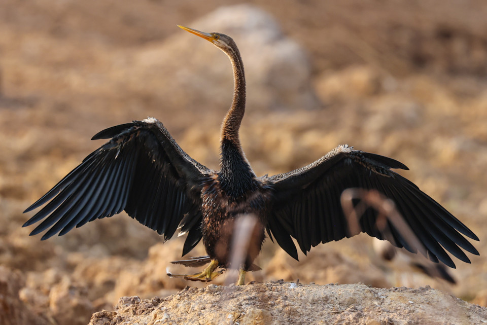 Nhiều nhất có các loại cò ốc, điêng điểng, trích cồ, gà lôi Ấn Độ, te vàng (Nga), cò bợ, cò trắng, vạc xám, diệc lửa, diều. (Ảnh: Hải An/Vietnam+)