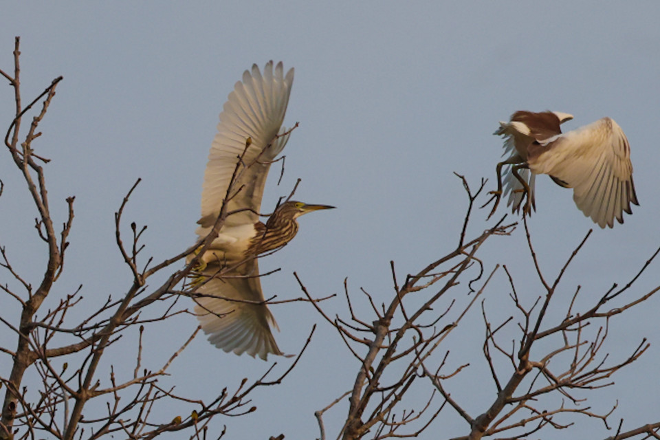Nhiều nhất có các loại cò ốc, điêng điểng, trích cồ, gà lôi Ấn Độ, te vàng (Nga), cò bợ, cò trắng, vạc xám, diệc lửa, diều. (Ảnh: Hải An/Vietnam+)