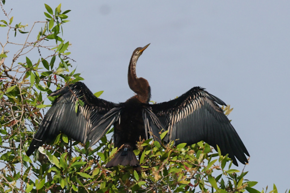 Nhiều nhất có các loại cò ốc, điêng điểng, trích cồ, gà lôi Ấn Độ, te vàng (Nga), cò bợ, cò trắng, vạc xám, diệc lửa, diều. (Ảnh: Hải An/Vietnam+)