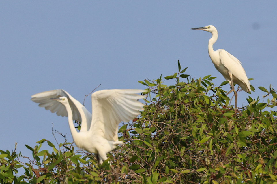 Có nhiều loài di cư từ Campuchia, Ấn Độ, Nga, số lượng lên đến hàng vạn con. (Ảnh: Hải An/Vietnam+)