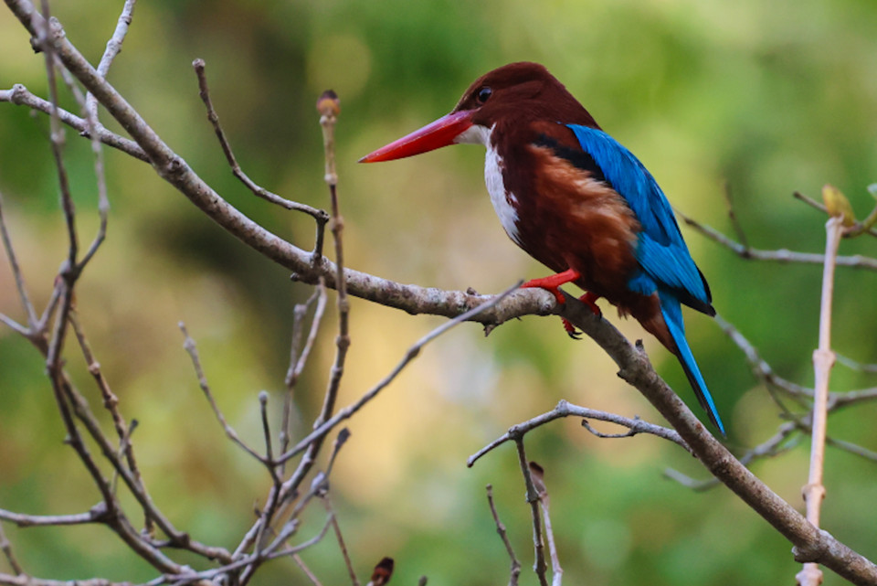 Nhiều nhất có các loại cò ốc, điêng điểng, trích cồ, gà lôi Ấn Độ, te vàng (Nga), cò bợ, cò trắng, vạc xám, diệc lửa, diều. (Ảnh: Hải An/Vietnam+)