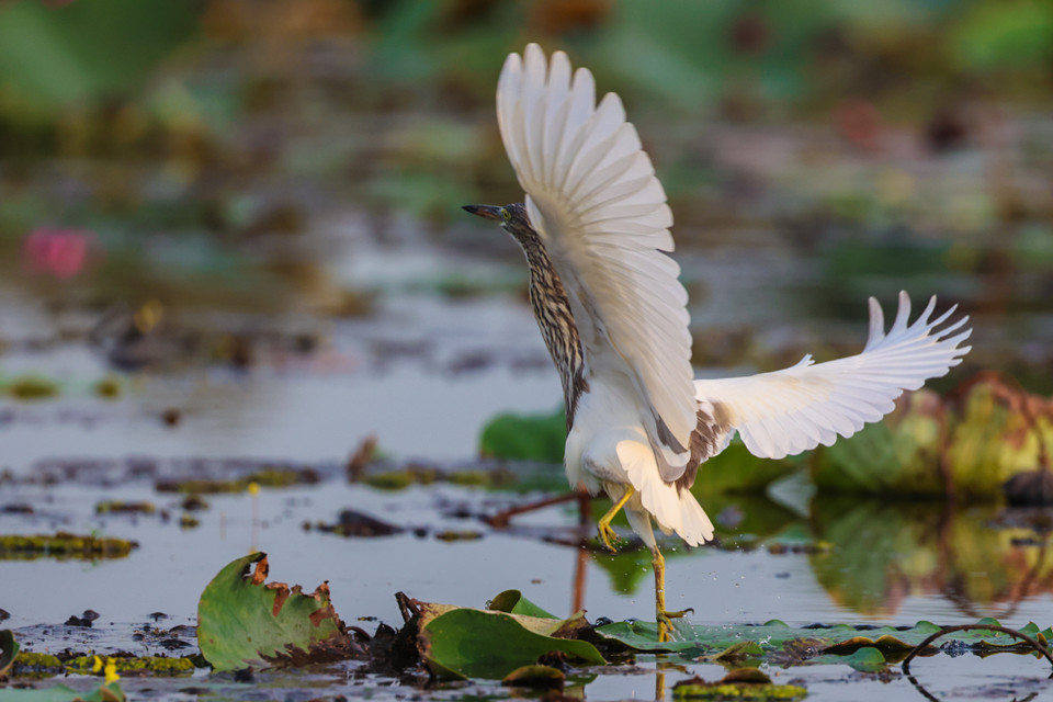 Mùa này cũng là mùa hoa nước nở rộ ở tràm chim với nhiều loại như nhĩ cán vàng, nhĩ cán tím, thủy nữ ấn, súng ma, súng tây, sen trắng, sen hồng...(Ảnh: Hải An/Vietnam+)
