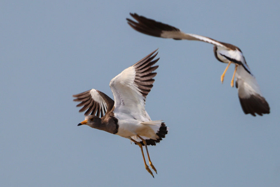 Có nhiều loài di cư từ Campuchia, Ấn Độ, Nga, số lượng lên đến hàng vạn con. (Ảnh: Hải An/Vietnam+)