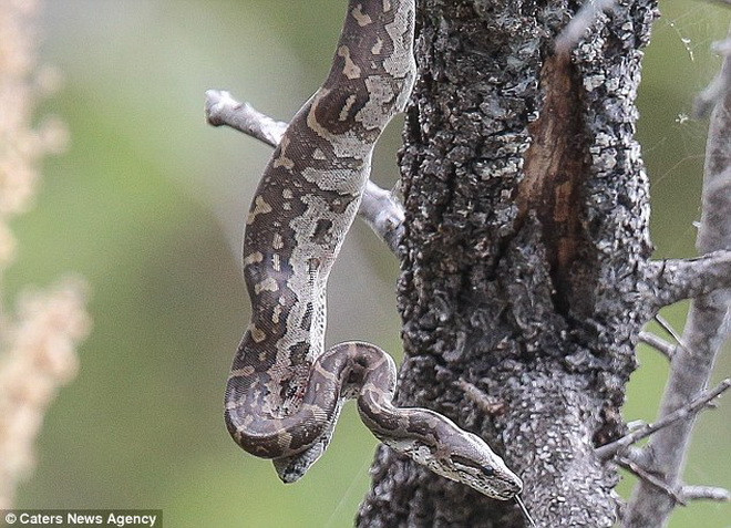 Chú chim bói cá xấu số nằm gọn trong bụng của con trăn. (Nguồn: Caters News Agency)