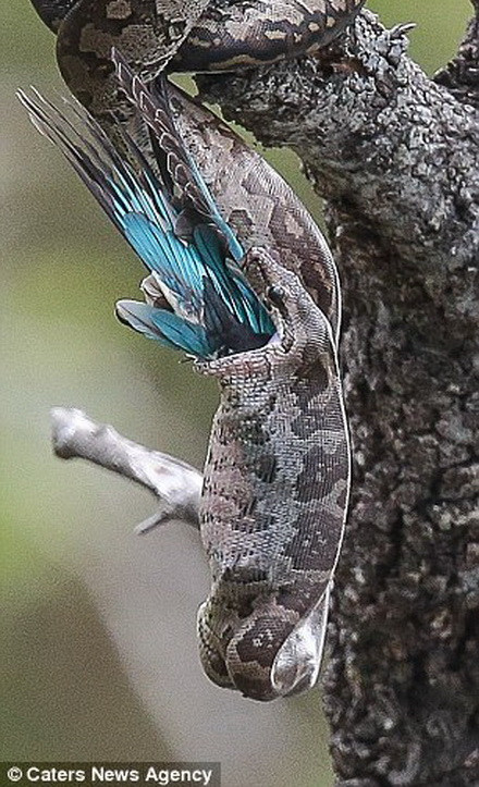 Con chim bói cá yếu ớt không thể chống đỡ được sức mạnh của chú trăn. (Nguồn: Caters News Agency)