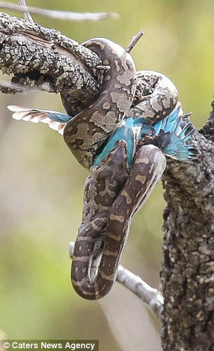 Con trăn siết chặt chú chim bói cá trước khi nuốt chửng. (Nguồn: Caters News Agency)