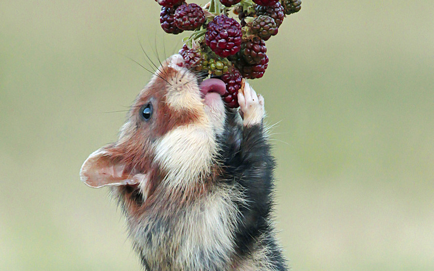 Một chú chuột Hamster cố với lấy quả mâm xôi ở Vienna, Italy. (Nguồn: Caters)