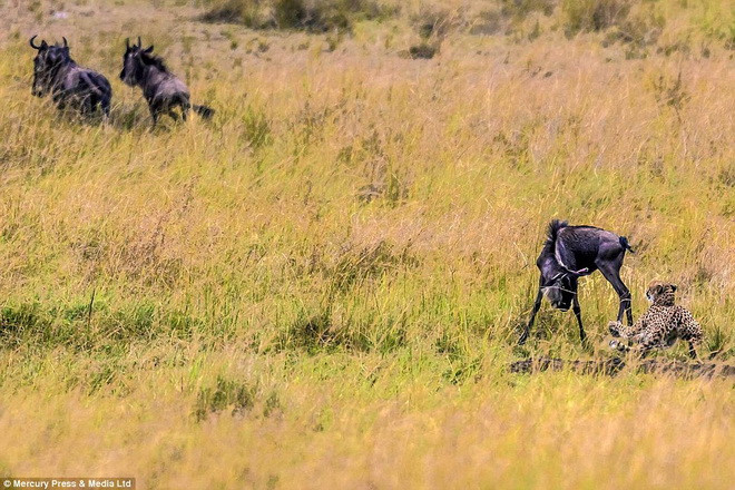 Chú linh dương đầu bò bình tĩnh né tránh đòn tấn công của Malaika. (Nguồn: DM)