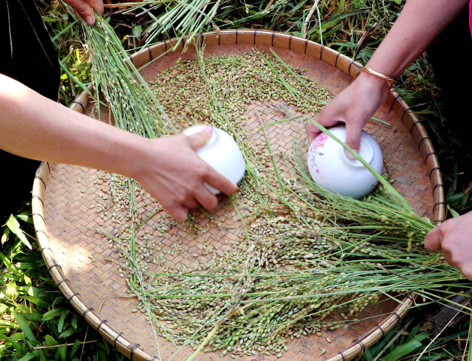 Khi nước thóc xong, những cô gái Thái sẽ tuốt thóc bằng phương pháp thủ công. (Ảnh: Đinh Thùy/TTXVN)