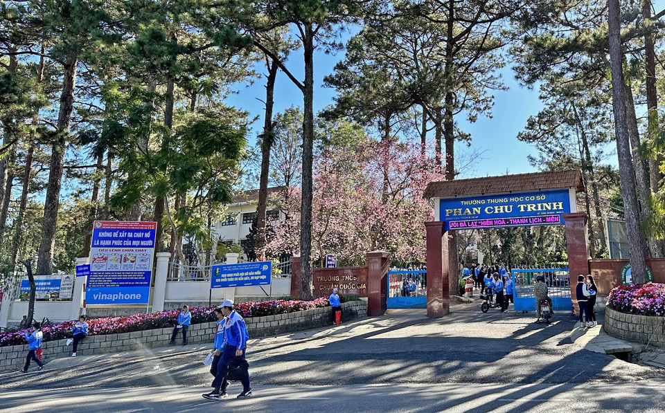 Mai anh đào Đà Lạt được trồng nhiều ở ven đường, trong khuôn viên trường học hay cơ quan, đơn vị. (Ảnh: Nguyễn Dũng/TTXVN)