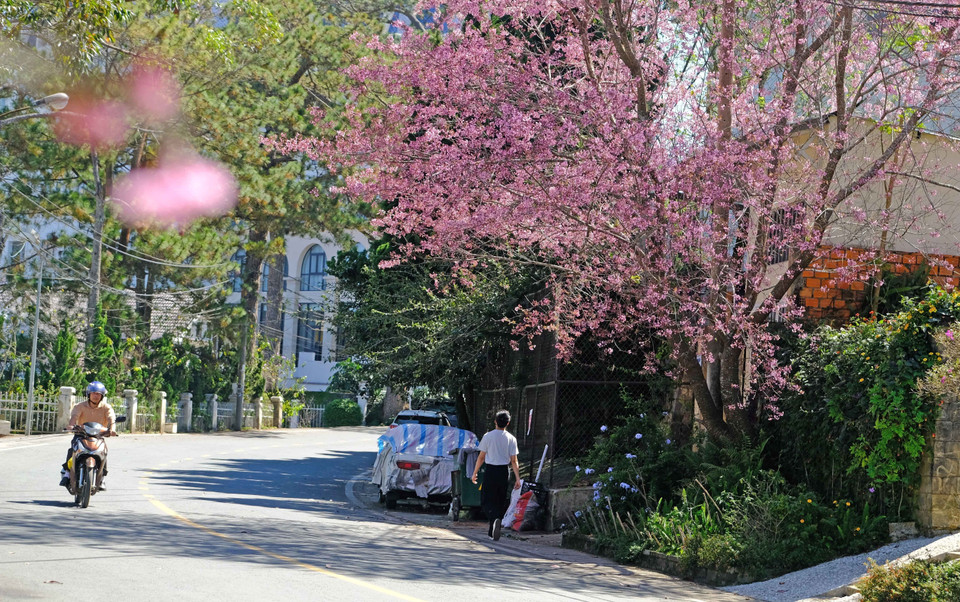 Một con đường trong trung tâm thành phố Đà Lạt được tô điểm bởi sắc hoa mai anh đào. (Ảnh: Nguyễn Dũng/TTXVN)