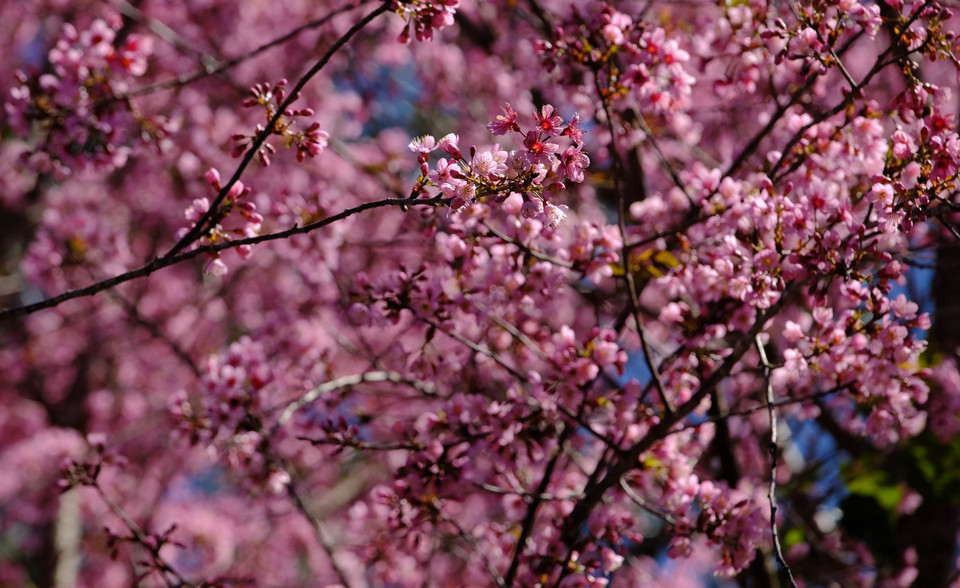 Mai anh đào nở rộ vào đúng dịpTết Nguyên đán khiến nhiều du khách mê đắm khi đến với Đà Lạt. (Ảnh: Nguyễn Dũng/TTXVN)