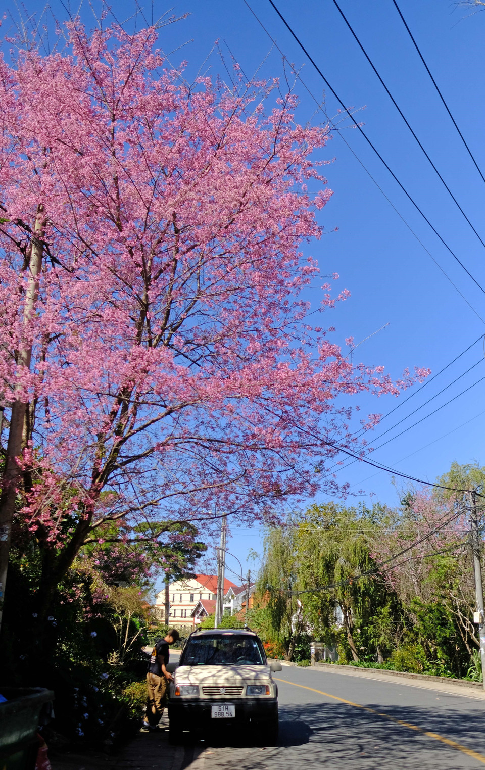 Một con đường trong trung tâm thành phố Đà Lạt được tô điểm bởi sắc hoa mai anh đào. (Ảnh: Nguyễn Dũng/TTXVN)