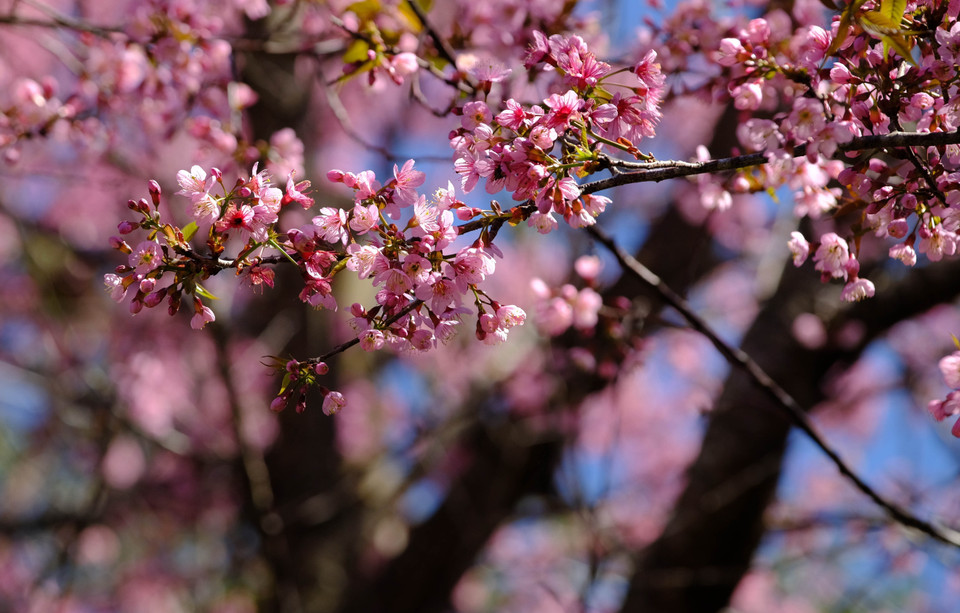 Mai anh đào nở rộ vào đúng dịp Tết Nguyên đán khiến nhiều du khách mê đắm khi đến với Đà Lạt. (Ảnh: Nguyễn Dũng/TTXVN)