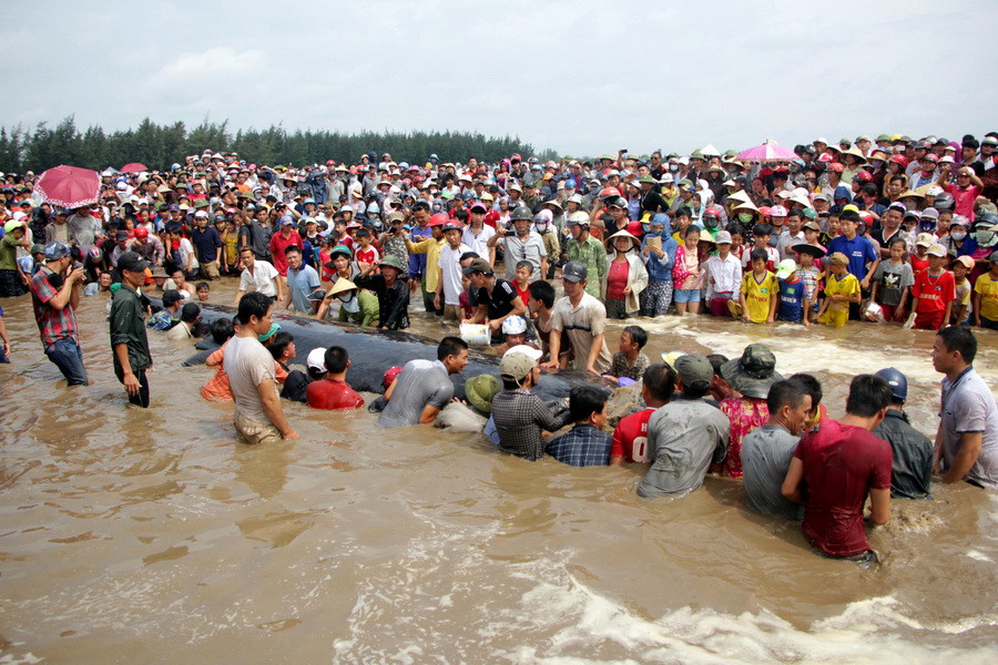 Rất đông người dân đã có mặt tại nơi cá voi trôi dạt vào bờ. (Ảnh: Tá Chuyên/TTXVN)