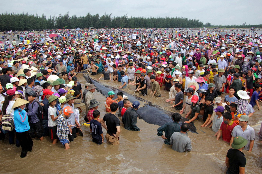 Vào khoảng 4 giờ 30 phút sáng 25/5, người dân đã bất ngờ phát hiện cá voi trôi dạt vào bờ biển xóm 9B, xã Diễn Thịnh. (Ảnh: Tá Chuyên/TTXVN)