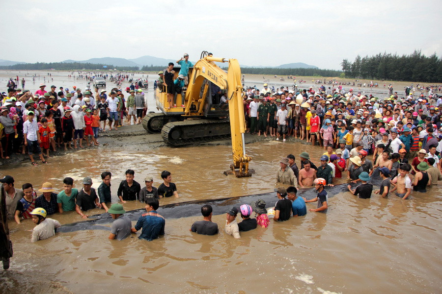 Việc cá voi xuất hiện đã thu hút hàng ngàn người dân địa phương đến xem và giải cứu cá. (Ảnh: Tá Chuyên/TTXVN)