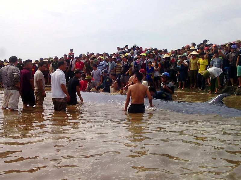 Nhiều người dân địa phương cho biết, chưa bao giờ tại địa phương xuất hiện cá voi to như vậy. (Ảnh: Tá Chuyên/TTXVN)