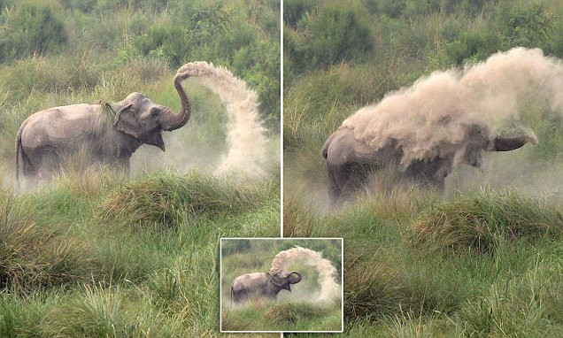 Con voi tỏ ra vô cùng thoải mái. (Nguồn: AFP)