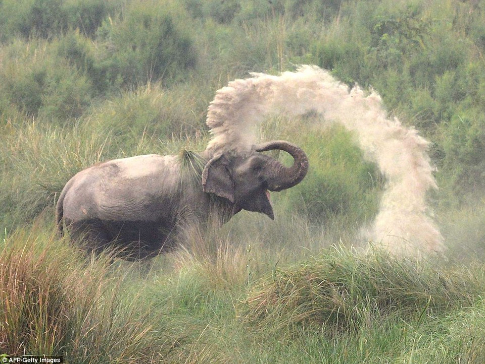 Việc phun bùn khô lên người giúp các con voi bảo vệ được da của mình. (Nguồn: AFP)